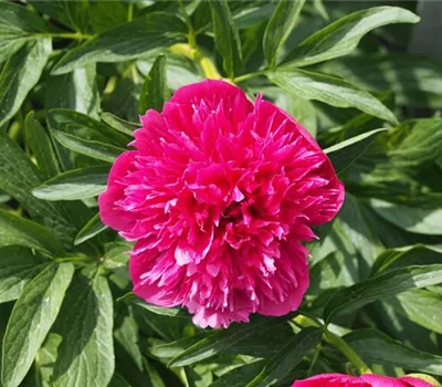 Paeonia officinalis 'Rosea Plena'