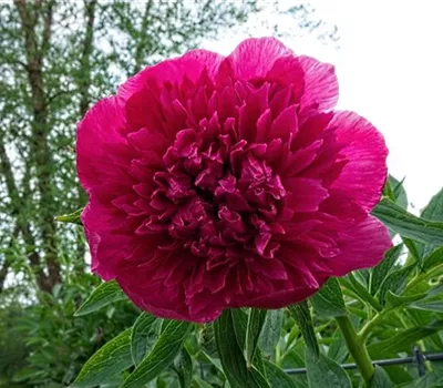 Paeonia officinalis 'Rubra Plena'