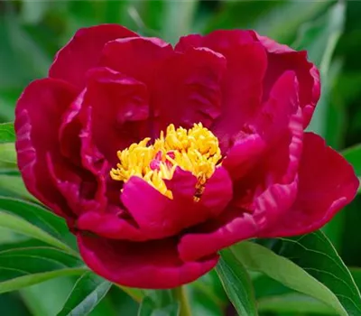 Paeonia suffruticosa dunkelrot Paeonia suffruticosa dunkelrot