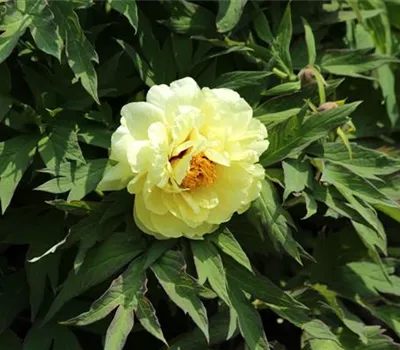 Paeonia suffruticosa gelb Paeonia suffruticosa gelb