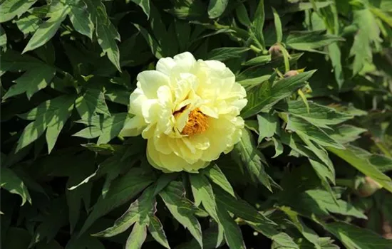 Paeonia suffruticosa gelb