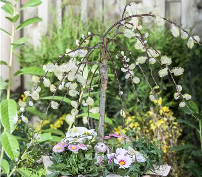 Salix caprea 'Kilmarnock'