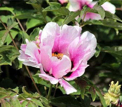 Paeonia suffruticosa rosa Paeonia suffruticosa rosa