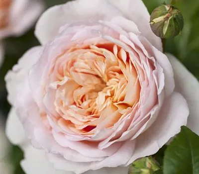 Rosa (Floribundarose) 'Etienne'®