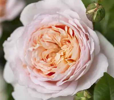 Rosa (Floribundarose) 'Etienne'®