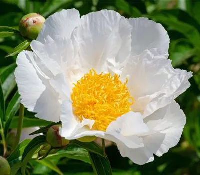 Paeonia suffruticosa weiss Paeonia suffruticosa weiss
