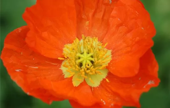 Papaver nudicaule 'Gartenzwerg'