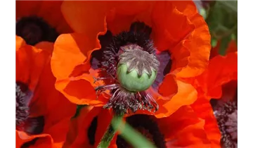 Türkischer Mohn