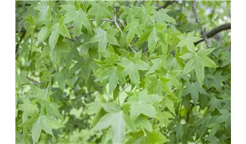 Amberbaum