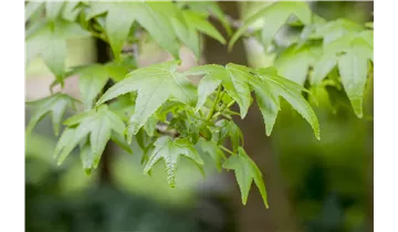 Amberbaum