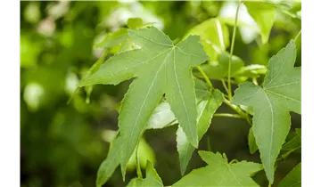 Amberbaum