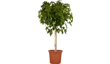 Amberbaum