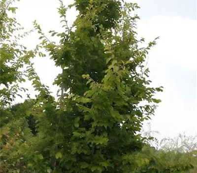 Parrotia persica
