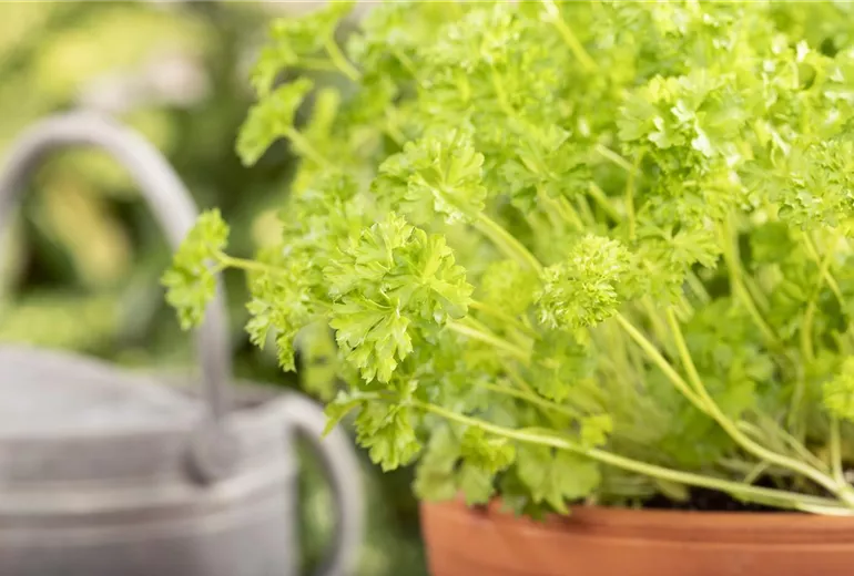 Petroselinum crispum