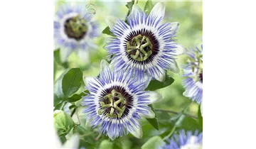 Passionsblume