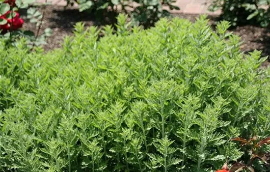 Perovskia atriplicifolia 'Blue Spire'