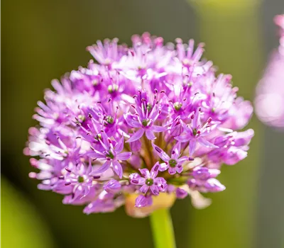 Allium aflatunense 'Purple Sensation'