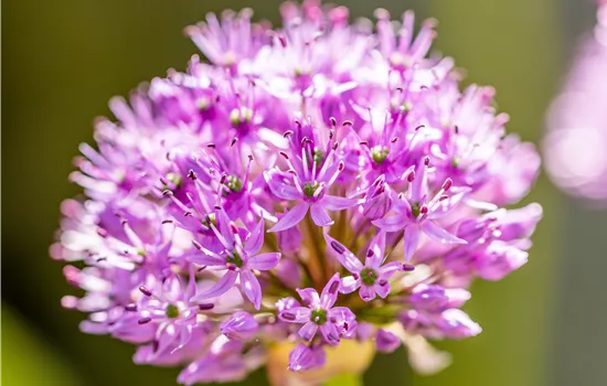 Allium aflatunense 'Purple Sensation'