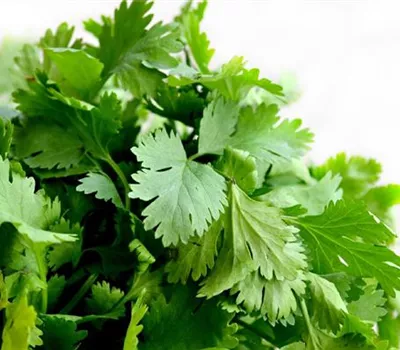 Petroselinum crispum Glatt