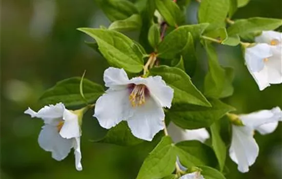 Philadelphus 'Belle Etoile'