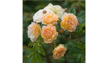 Rosa (Strauchrose) 'Ghislaine de Féligonde'