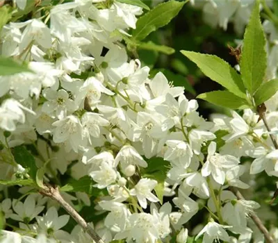 Philadelphus 'Manteau d'Hermine'