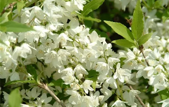 Philadelphus 'Manteau d'Hermine'