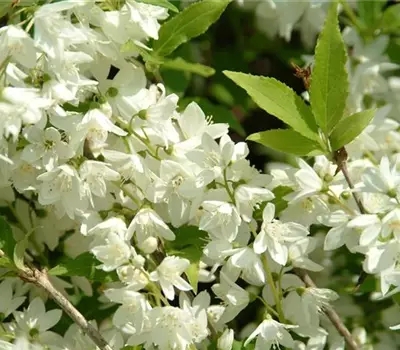 Philadelphus 'Manteau d'Hermine'