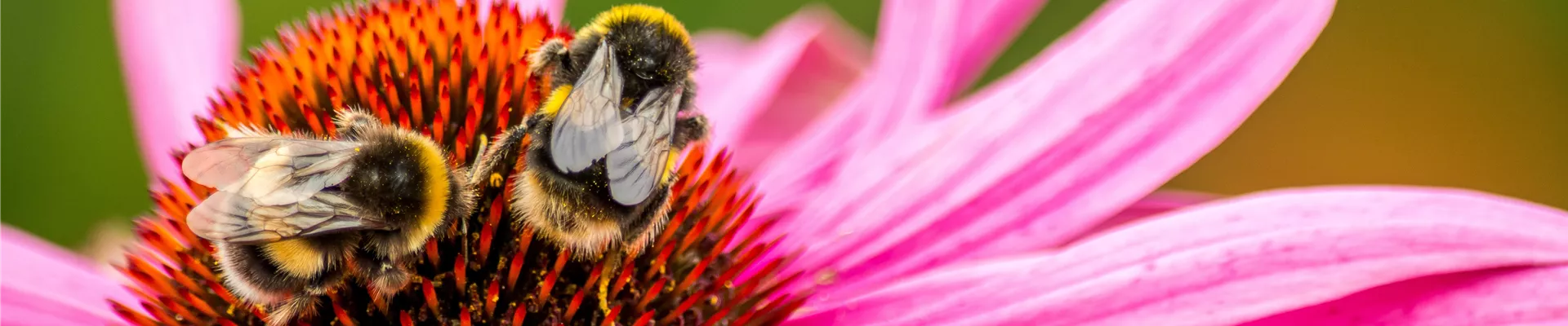 bee - Pixabay Bild 2735638