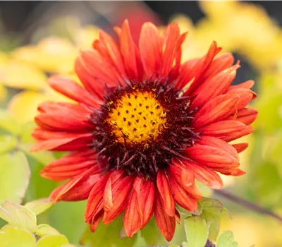 Gaillardia 'Burgunder'