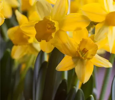 Narcissus Dutch Master