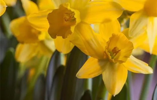 Narcissus Dutch Master