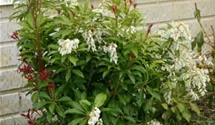 Pieris, Lavendelheide