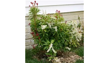 Pieris, Lavendelheide