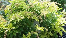Pieris, Lavendelheide