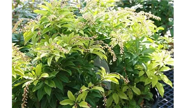 Pieris, Lavendelheide