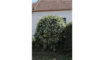Pfeifenstrauch