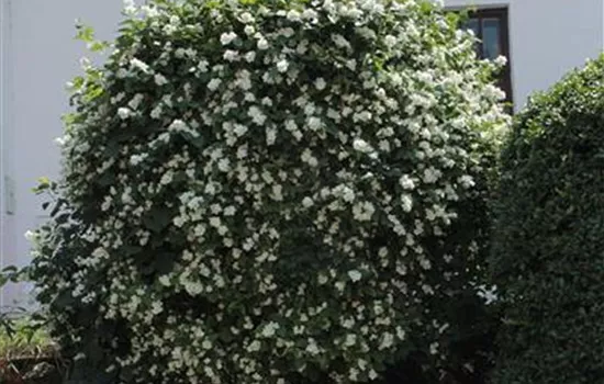 Philadelphus coronarius