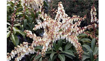 Pieris, Lavendelheide