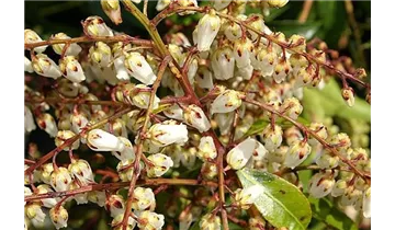 Pieris, Lavendelheide