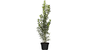 Ilex meserveae (x) 'Heckenpracht'