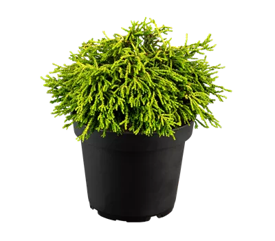 Chamaecyparis obtusa 'Gitte'