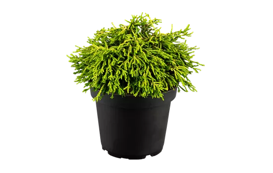 Chamaecyparis obtusa 'Gitte'