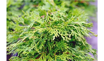 Hinoki-Scheinzypresse