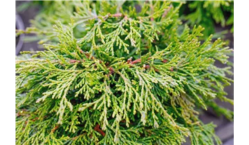 Hinoki-Scheinzypresse