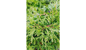 Hinoki-Scheinzypresse