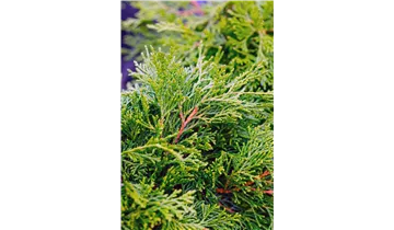 Hinoki-Scheinzypresse