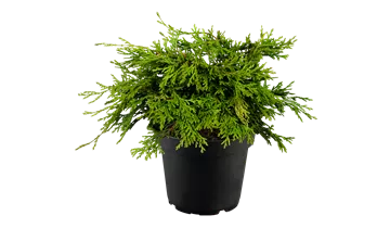 Hinoki-Scheinzypresse