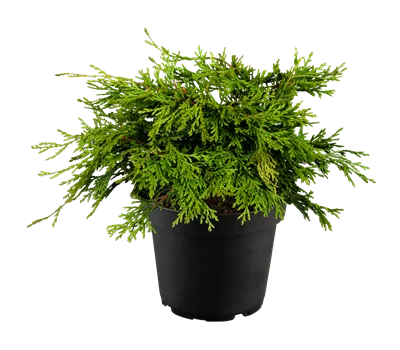 Chamaecyparis obtusa 'Pygmaea'
