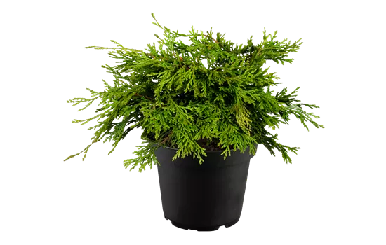 Chamaecyparis obtusa 'Pygmaea'